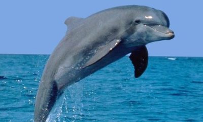 Guests’ 15 Most Recommended and Fun Activities in PCB