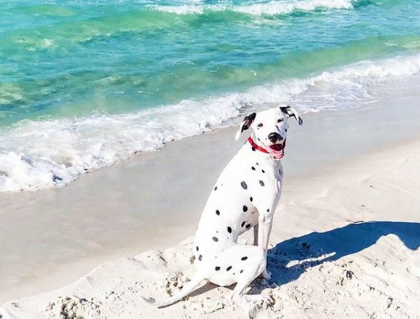 panama-beach-city the tidewater beach resort (12)