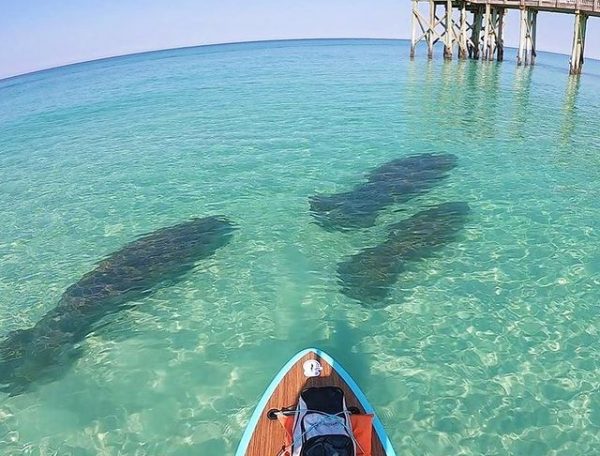 panama-beach-city the tidewater beach resort (5)